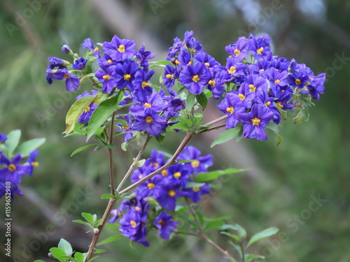 flowers in the field