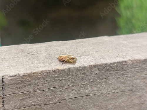 Macro of small brown spider camouflaged on rustic wooden plank