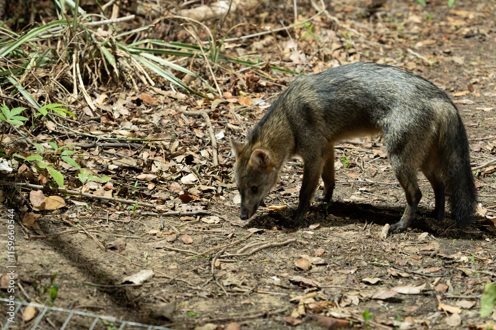 Crab eating fox on floor of jungle in dark in the Pantanal. Crab eating fox on floor of jungle in dark in the Pantanal.
