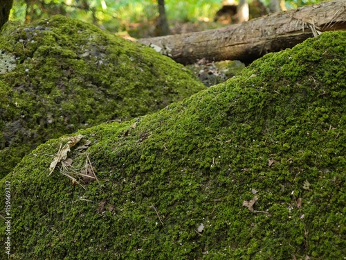 Stones covered in green moss in a dense forest setting, with dried leaves and twigs scattered around, highlighting the natural forest floor photo