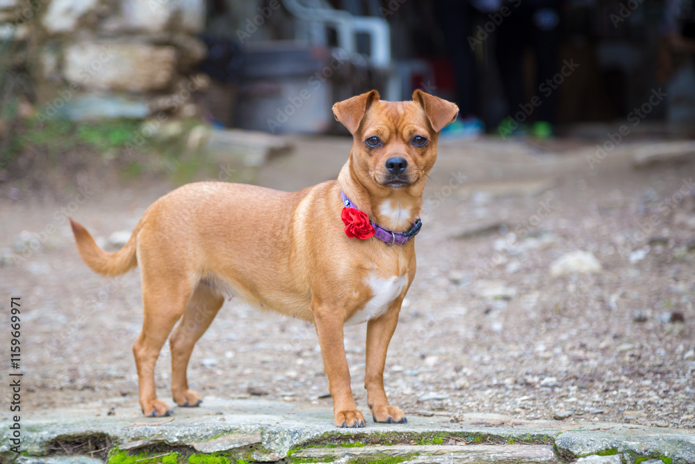 Obraz premium Cute curious puppy standing on a rock on a summer day. Close-up, selective focus. Young reddish-brown jaguar dog wearing a bright collar with a flower looks quiet, thoughtful and relaxed. Pets