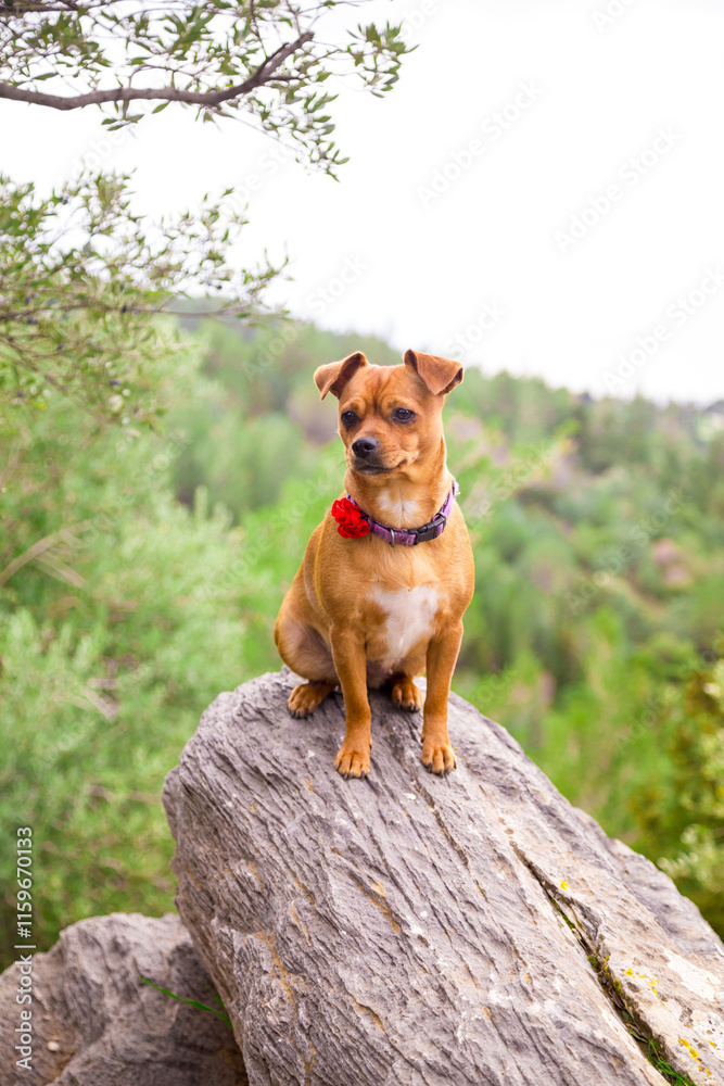 Cute curious puppy sitting on a rock on a summer day. Close-up, selective focus. Young reddish-brown Jag dog wearing a bright collar with a flower looks quiet, thoughtful and relaxed. Pets Cute curious puppy sitting on a rock on a summer day. Close-up, selective focus. Young reddish-brown Jag dog wearing a bright collar with a flower looks quiet, thoughtful and relaxed. Pets