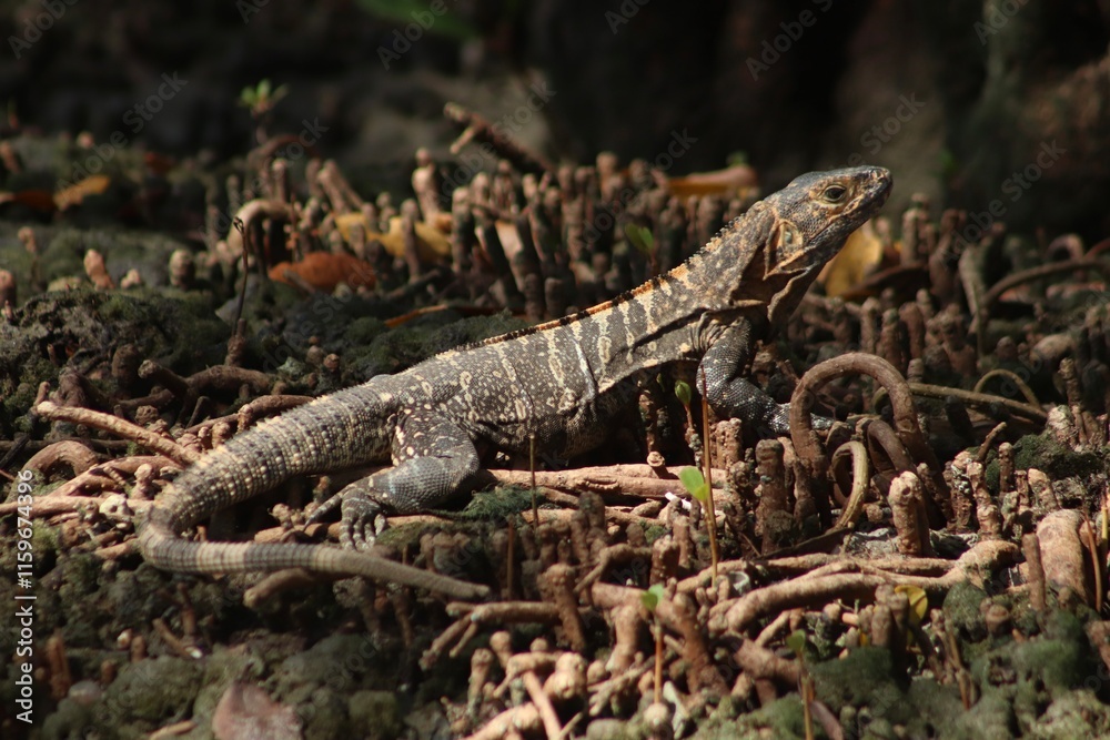 lizard on a tree low light high quality definition nature biodiversity panama lizard on a tree low light high quality definition nature biodiversity panama