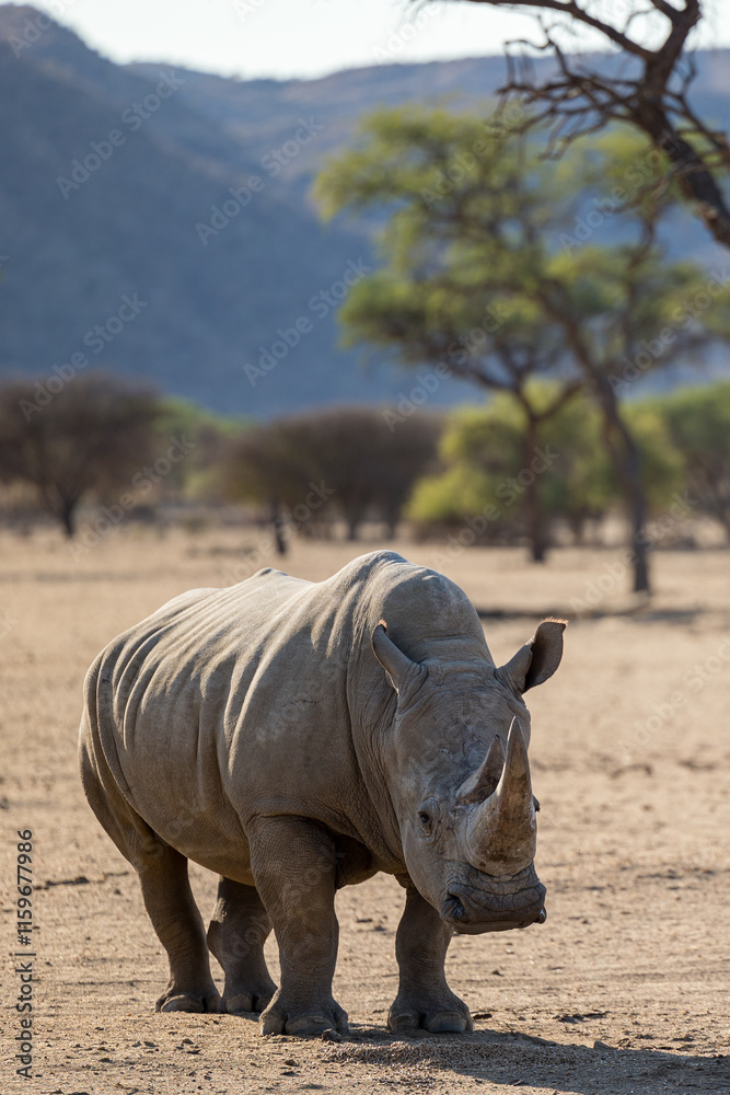 Fototapeta premium white rhino in the wild