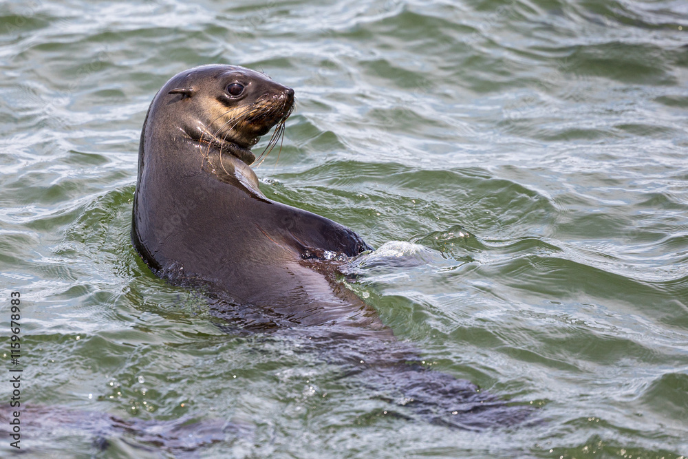 Fototapeta premium seal on the beach