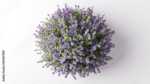Overhead view of lavender blooms and foliage isolated on white background