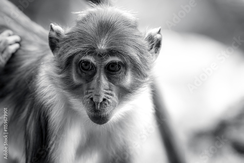 photographs of a spider monkey in its natural habitat in the middle of nature photo