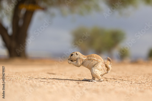 squirrel on the ground