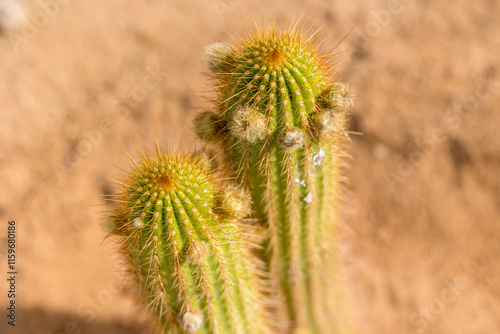 close up of cactus