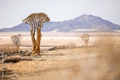 tree in the desert