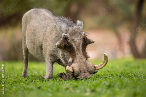 warthog in the wild