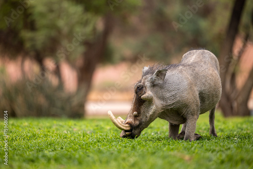 warthog in the grass