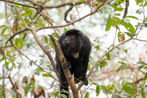 Black howler monkey high in tree photo