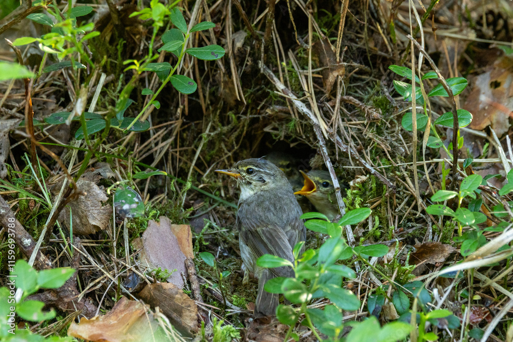 Obraz premium Willow warbler bringing food for chicks in nest in summertime boreal forest in Estonia, Northern Europe