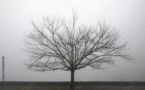 Silhouette of a tree bare of leaves in the fog, winter environment