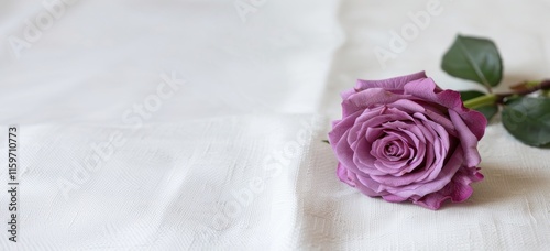 A delicate pastel pink rose rests on a soft white fabric, illuminated by natural light