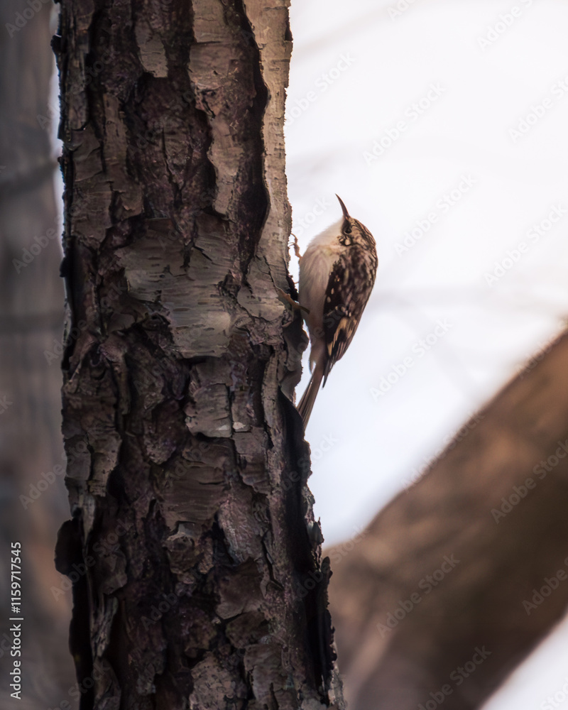 Obraz premium close-up of brown creeper climbing a tree trunk