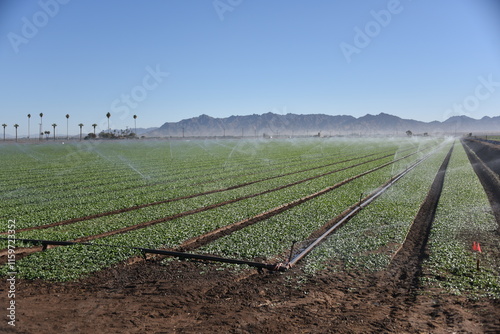 Yuma, AZ. U.S.A. 11/2024.  At the convergence of Arizona, California, Mexico and the Colorado River is Yuma, Arizona, the Winter Lettuce capital of North America. 