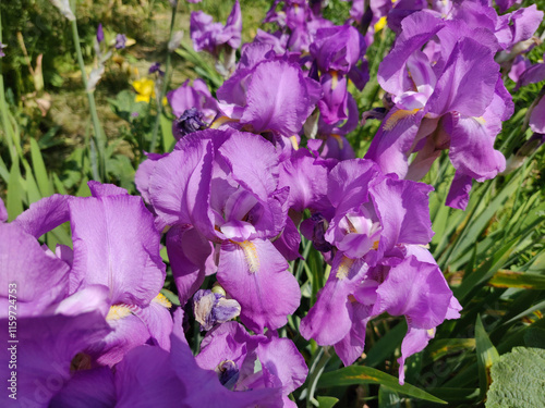 Close-up of a beautiful iris flowers in early summer
