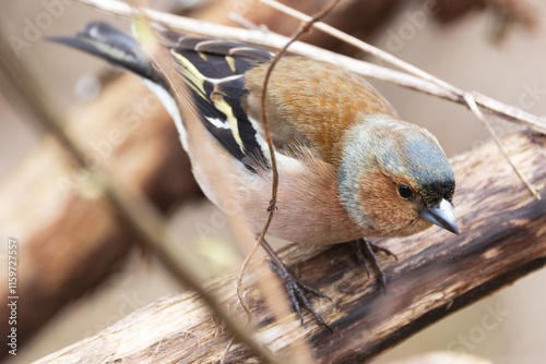 Closeup of male Chaffinch perched and getting ready to fly away in a springtime woodland in Estonia, Northern Europe photo