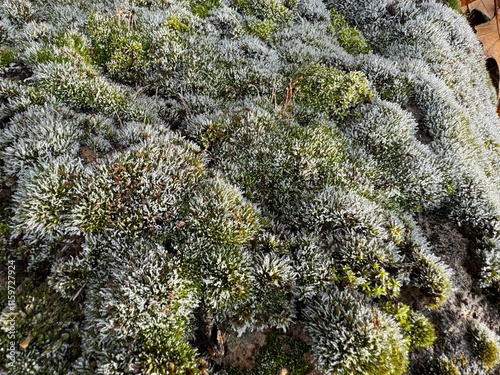 Grimmia pulvinata grows on a rock. Close up detail. Grimmia pulvinata, otherwise known as grey-cushioned grimmia or pulvinate dry rock moss, is a bryophyte moss common in temperate climates worldwide. photo