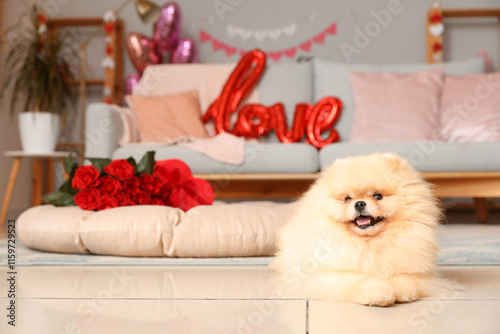 Adorable pomeranian dog lyi...