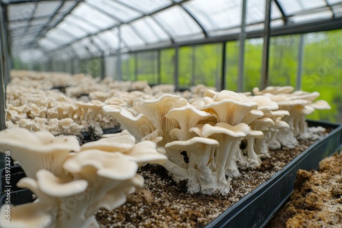 Cultivating white oyster mushrooms in the greenhouse focusing on growth details