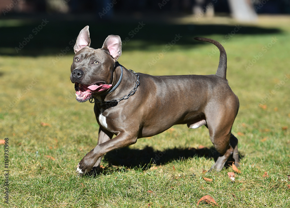 a strong american stafford dog in the park