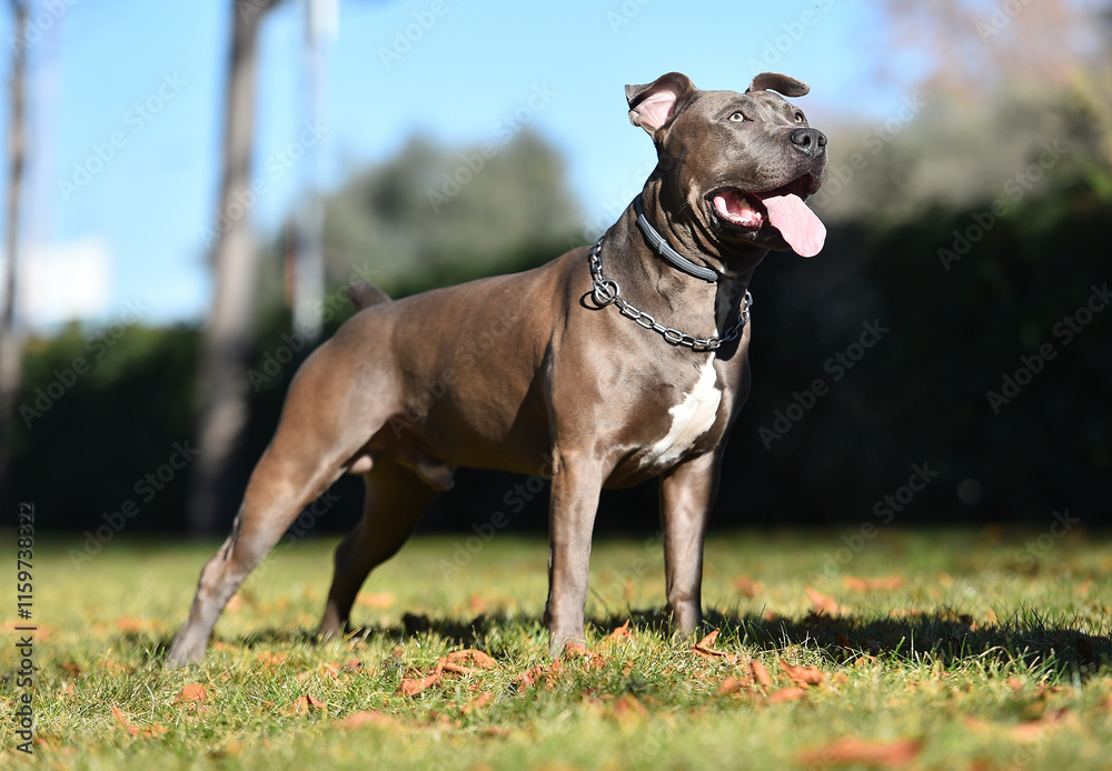 a strong american stafford dog in the park a strong american stafford dog in the park