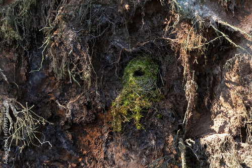 A large, greenish nest of Eurasian wren in the middle of fallen tree roots in a boreal forest in Estonia, Northern Europe photo