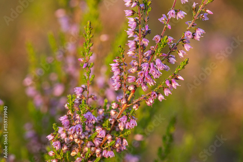 Closeup of Common heather flowers on a late summer evening in a bog in Estonia, Northern Europe