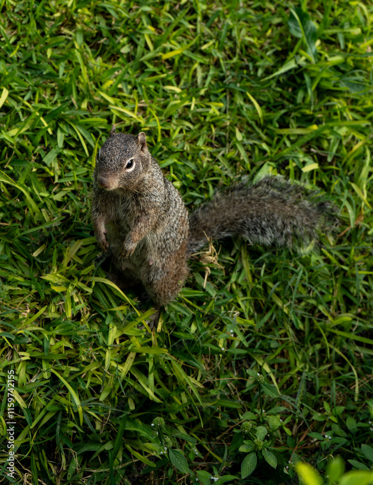 Portrait of a Ground Squirrel in a Natural Green Habitat Portrait of a Ground Squirrel in a Natural Green Habitat