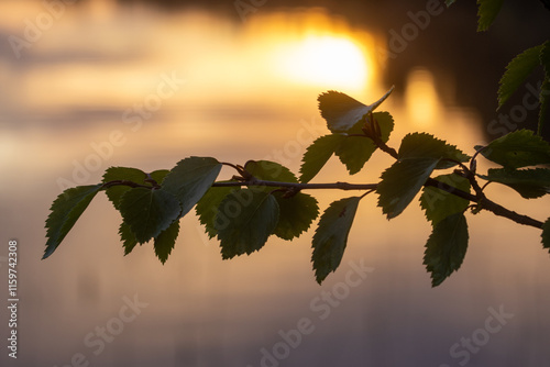 A silhouette of fresh Birch leaves by a lake during a golden hour near Kuusamo, Northern Finland photo