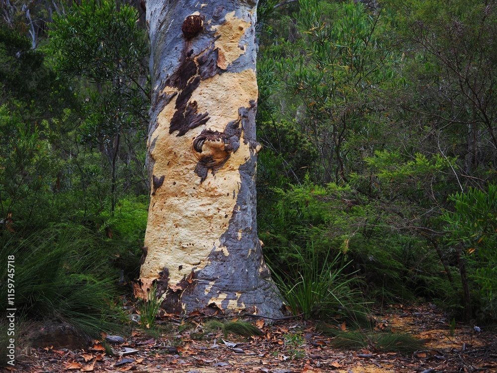 Obraz premium Eucalyptus Bark Patterns Texture