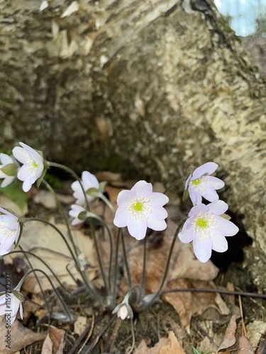flowers in the forest