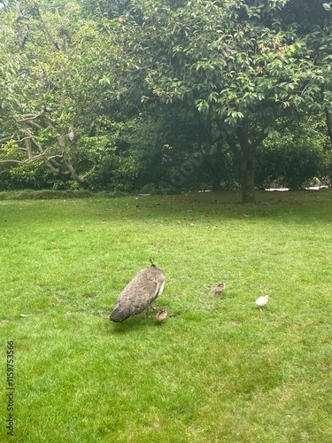 duck in the grass