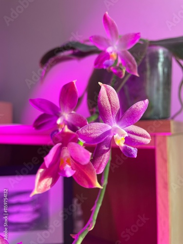 pink orchid flower