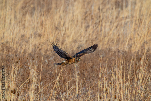 Northern Harrier