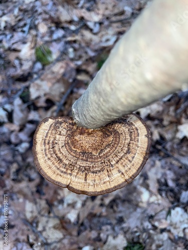 mushroom in the forest