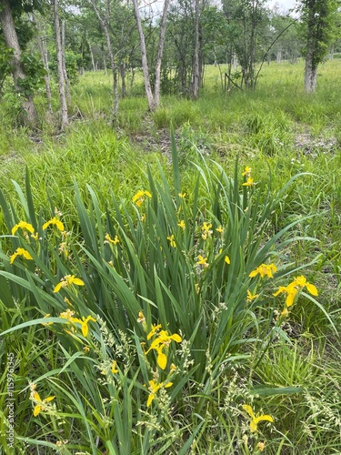 spring in the park