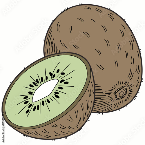 illustration of kiwi fruit