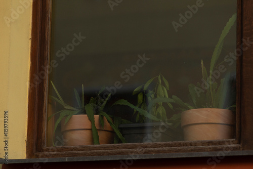 A beautifully designed window displaying various potted plants located inside an urban residential building structure photo