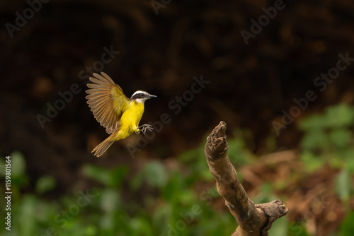 Great kiskadee in flight