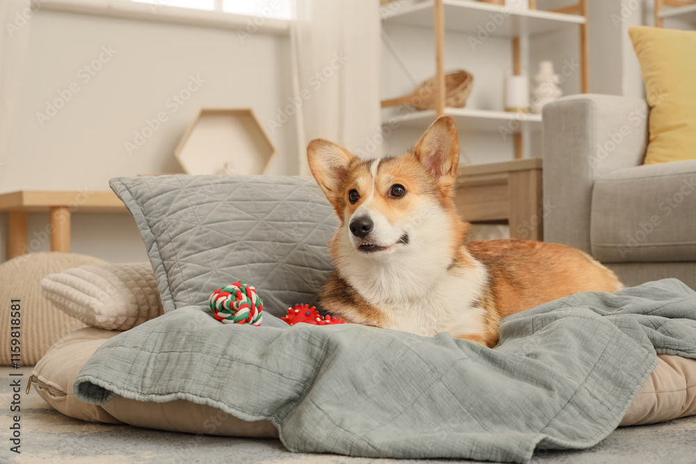 Cute Corgi dog with toys lying on pet bed at home Cute Corgi dog with toys lying on pet bed at home