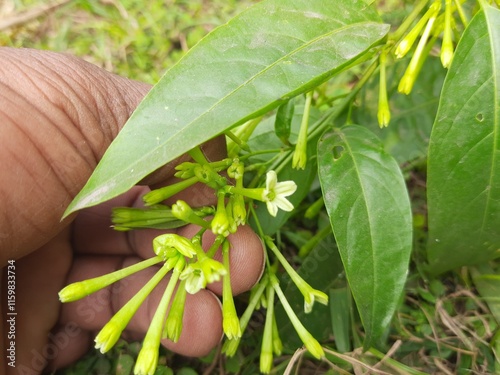 Night blooming jasmine flower. lts other names lady of the night flower, Cestrum nocturnum flower, night-blooming jessamine, night scented jessamine, night-scented cestrum and poisonberry flowers. photo