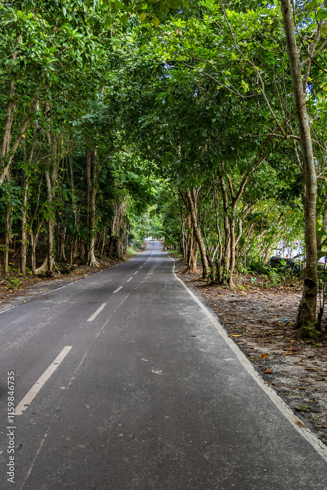 isolated tarmac road leading to lush green forests at morning from flat angle