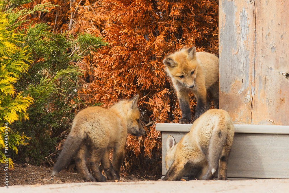 Fototapeta premium Red Fox Pups playing together 