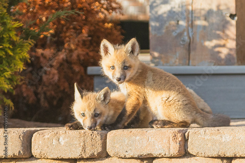 Red Fox Pups playing together  photo