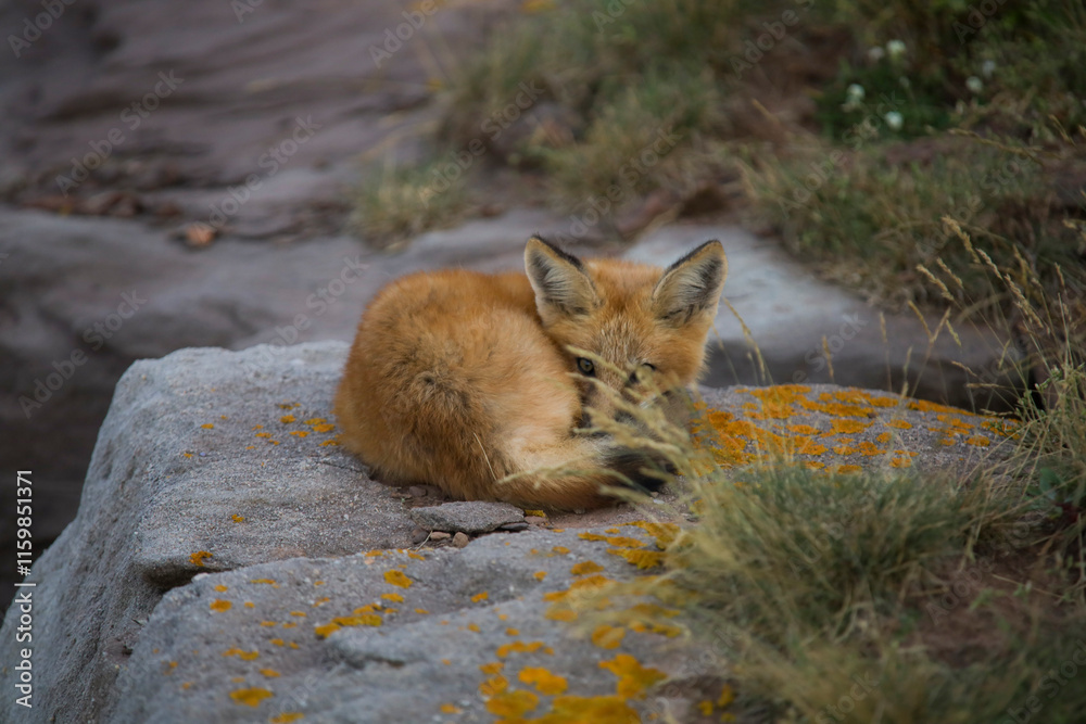 Closeup Young fox pup(s) playing in grass Closeup Young fox pup(s) playing in grass