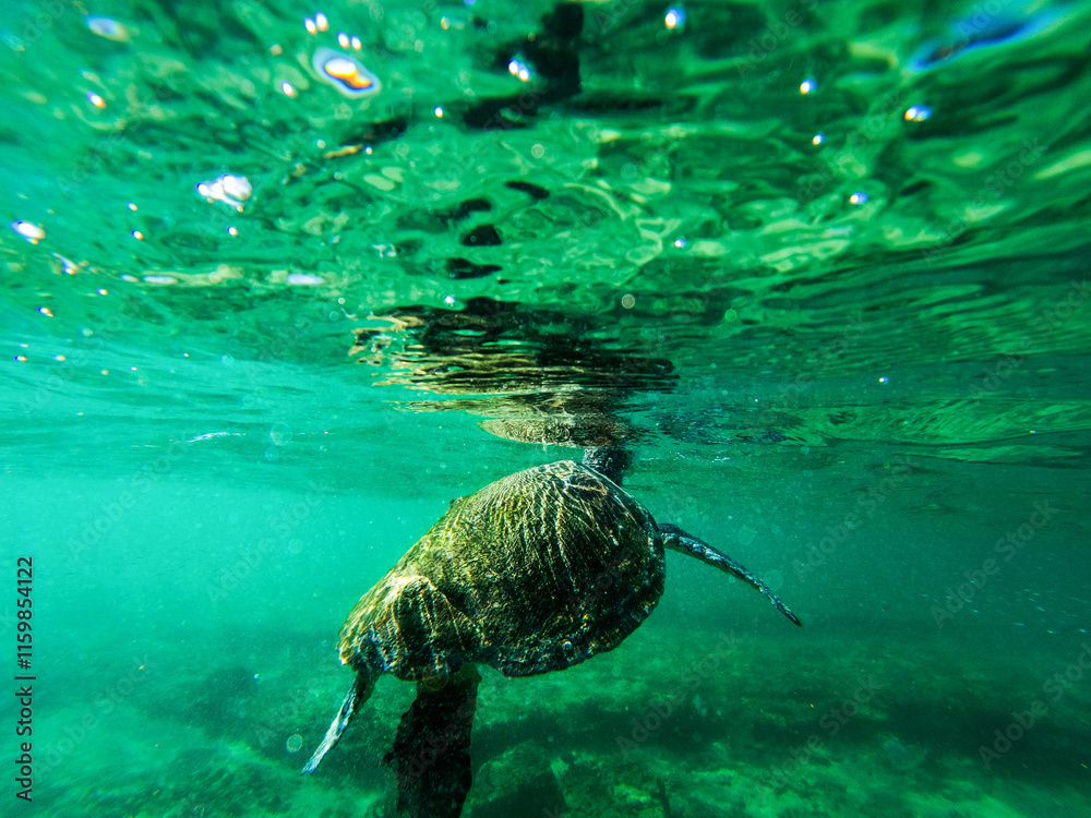 Obraz premium green sea turtle